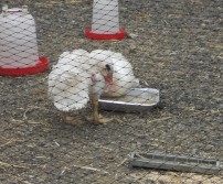 Journées Fermes Ouvertes à la Ferme Freumont à Othée 