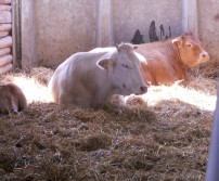 Journées Fermes Ouvertes à la Ferme Freumont à Othée 