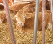 Journées Fermes Ouvertes à la Ferme Freumont à Othée 