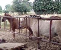 Journées Ferme Ouverte à la Ferme de Froidmont à Othée (24 et 25 juin 2017)