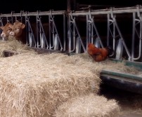 Journées Ferme Ouverte à la Ferme de Froidmont à Othée (24 et 25 juin 2017)