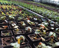Ouverture des jardins du vieux chêne (01/05/2019)