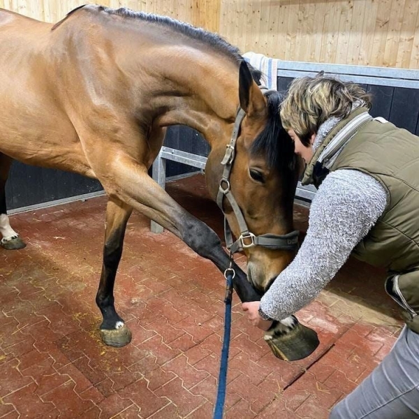 Nouveau: massages et soins bien-être pour chevaux et chiens