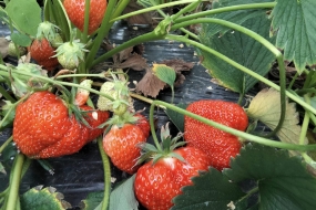 Made in Awans: retour des fraises chez Terres et Saveurs