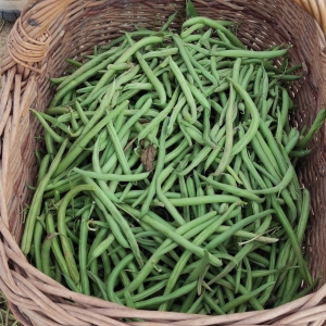 Projet GTA: glanage haricots (29 août 2022)