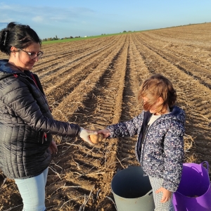 Projet GTA: glanage pommes de terre (20 octobre 2022)