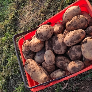 Projet GTA: glanage pommes de terre (20 octobre 2022)