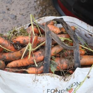 PROJET GTA: GLANAGE carottes (19 novembre 2022)