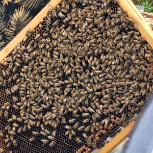 Visite d'un rucher Made in Awans (18 juin 2023)