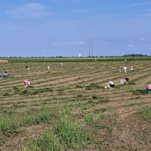 Projet GTA: Glanage petits pois (18 juillet 2023)