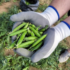 Projet GTA: Glanage petits pois (18 juillet 2023)