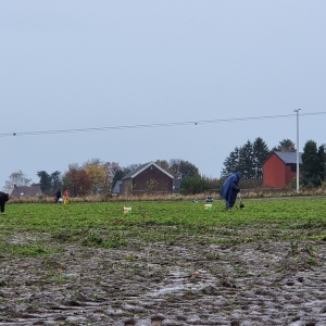 PROJET GTA: Glanage carottes (20 novembre 2023)