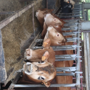 17e livraison des colis des Broutards (05-06/2024)