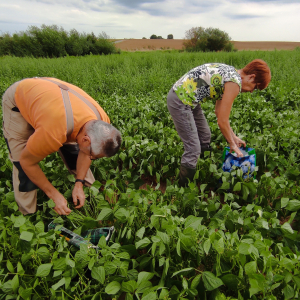 Glanage Haricots (26/08/2025)