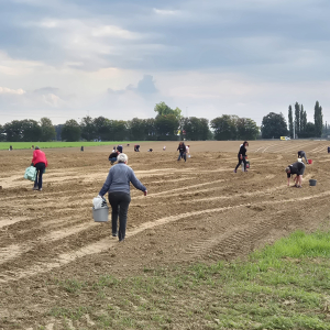  Glanage pommes de terre (29/09/2025)