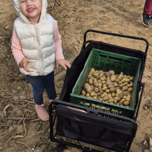  Glanage pommes de terre (29/09/2025)