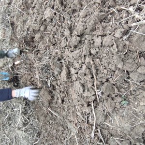 Glanage pommes de terre (15/10/2025)