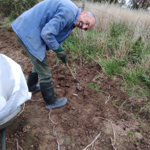 Glanage pommes de terre (15/10/2025)