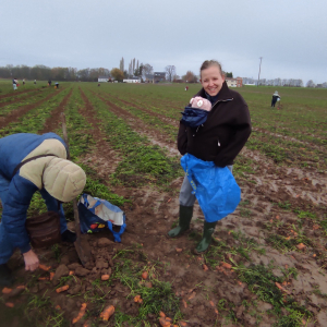 Glanage carottes (18/11/2025)